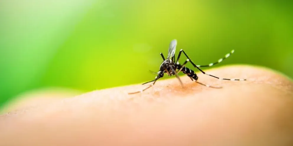 Alerta: confirmaron tres casos de dengue en Salta la Linda