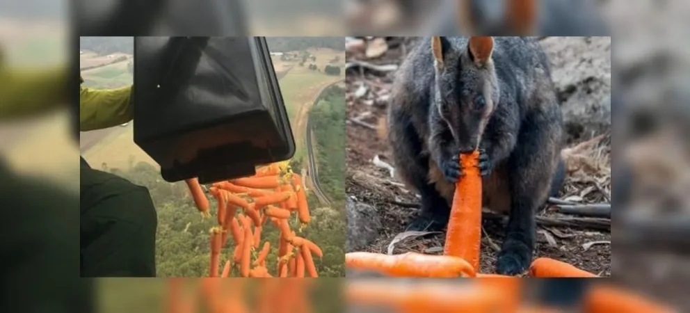 Esperanza: tiraron verduras desde un avión para los animales afectados por el incendio en Australia