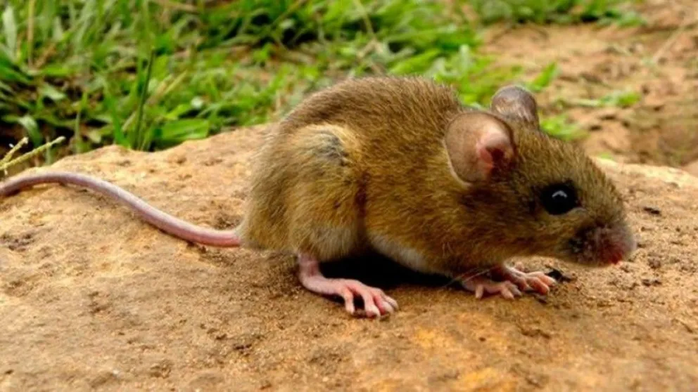 Hantavirus al acecho en Salta: médico asegura que si tienes esto, la enfermedad puede ser fatal