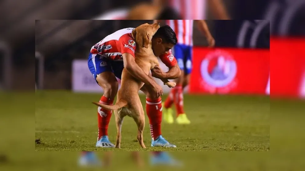 ¡Gran ejemplio! Un club tuvo un gran gesto con una perrita callejera que entró al campo de juego