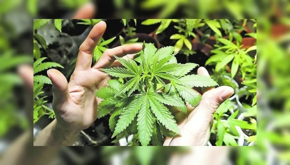 Polémico: el Gobierno quiere despenalizar el cultivo y el consumo de marihuana