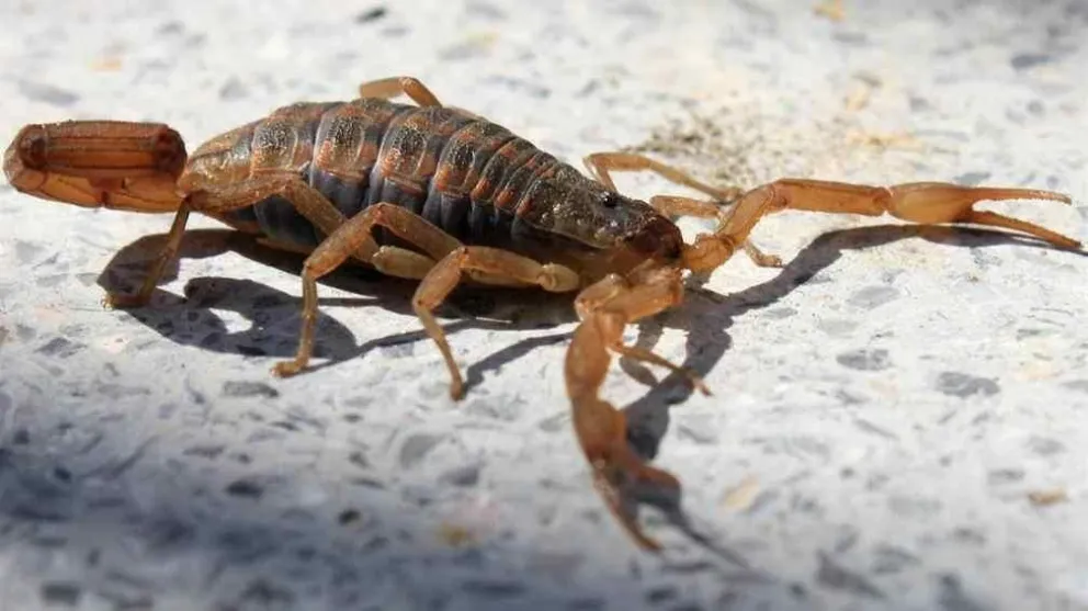 Los alacranes están por toda Salta. ¡Atención!