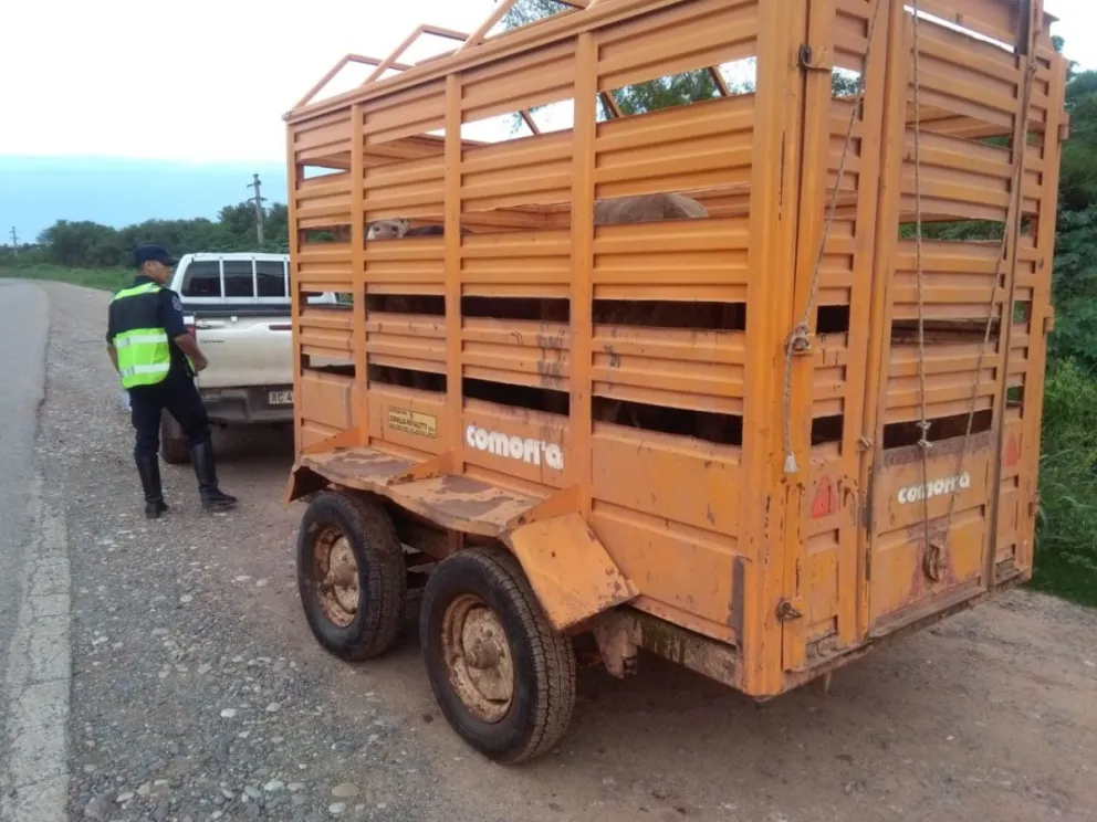 Animales vacunos fueron incautados por la Policía