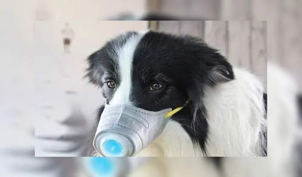 Urgente: un perro dio positivo para coronavirus