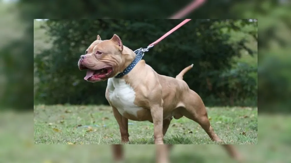 Terrible: un pitbull atacó ferozmente a una niña en el barrio San Carlos
