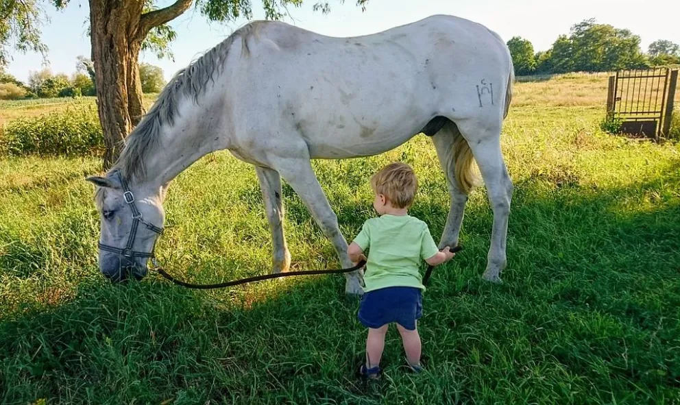 Tragedia: un niño se cayó del caballo y pasó lo peor