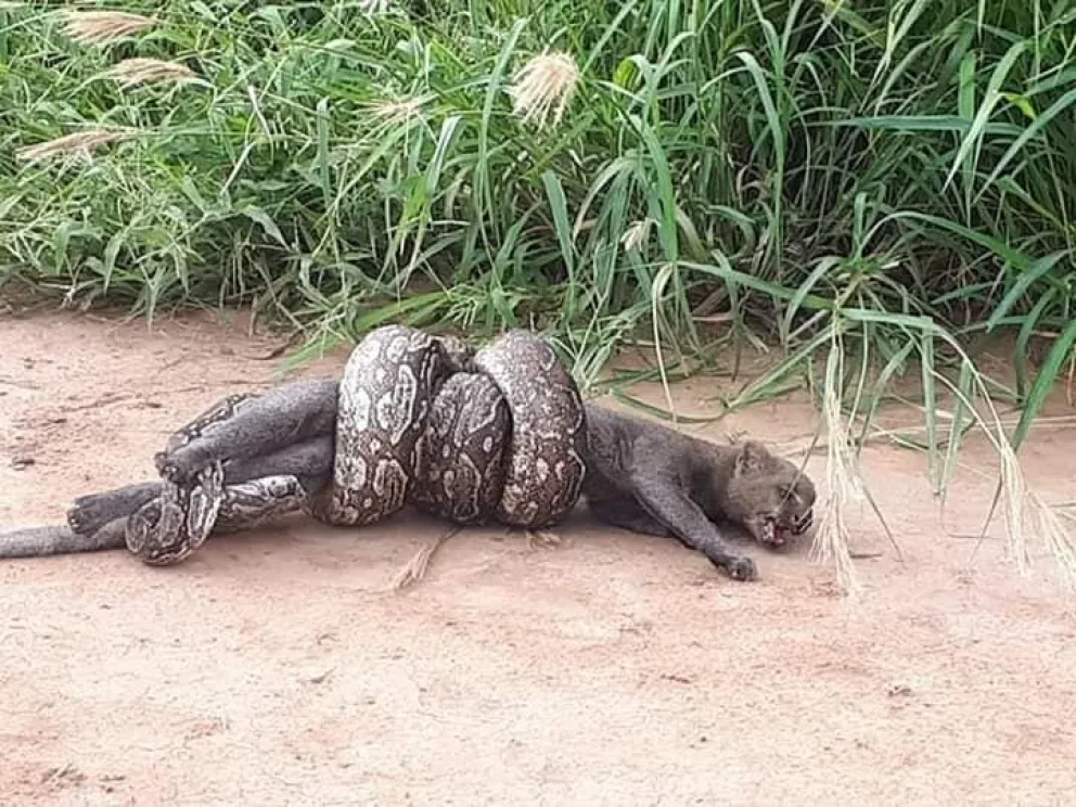 Las Lajitas: impactante momento en el que una lampalagua se quiere comer a un puma