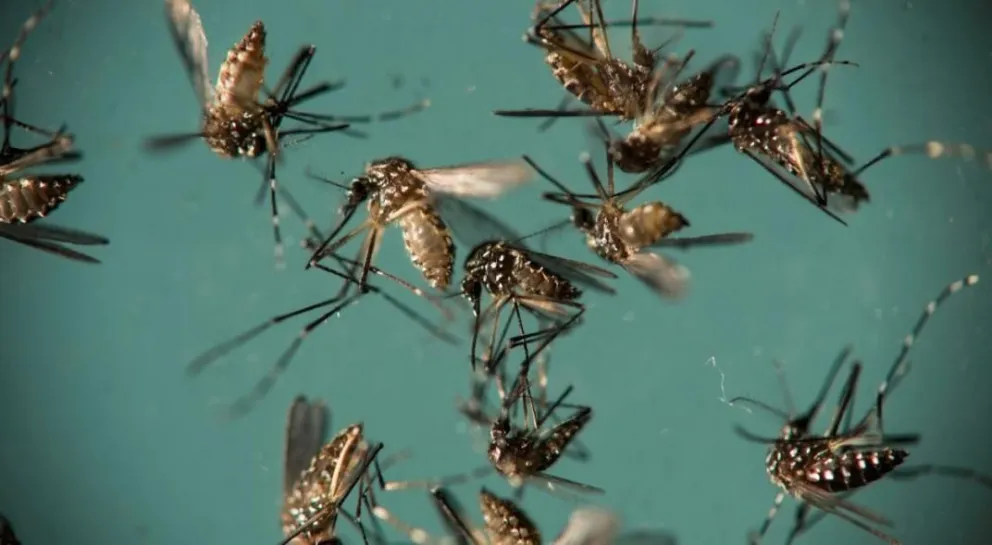 Crece la preocupación por el dengue: hay más de mil casos en 14 provincias