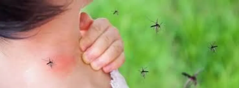 Salta: nuevos casos de dengue: ¿en dónde?