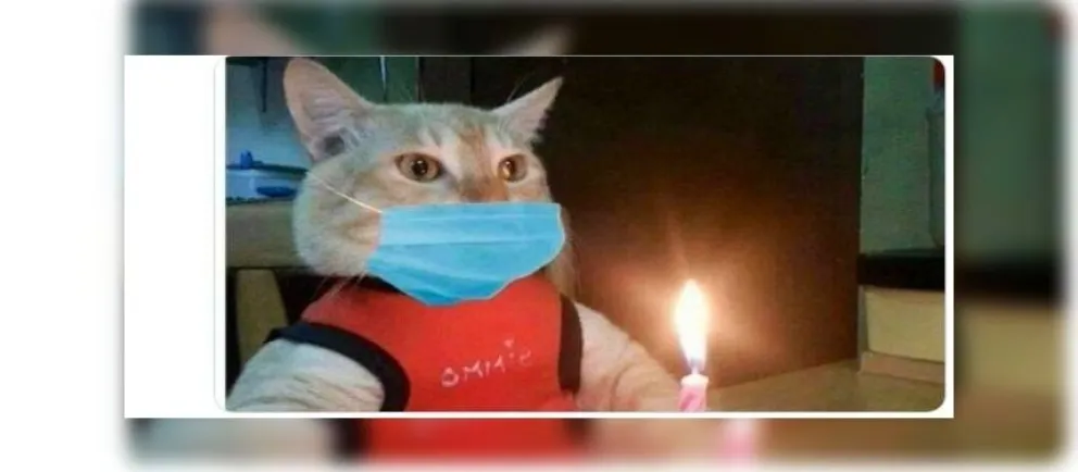 Reír para no llorar: llegaron los mejores memes de la cuarentena
