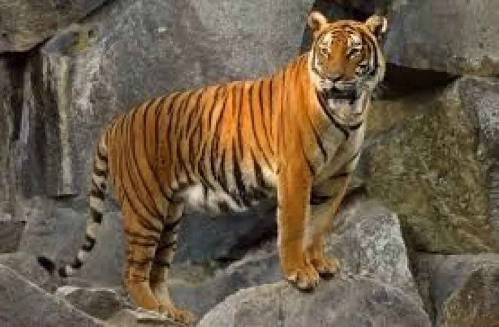 Felino zoológico New York.Fuente: Twiiter