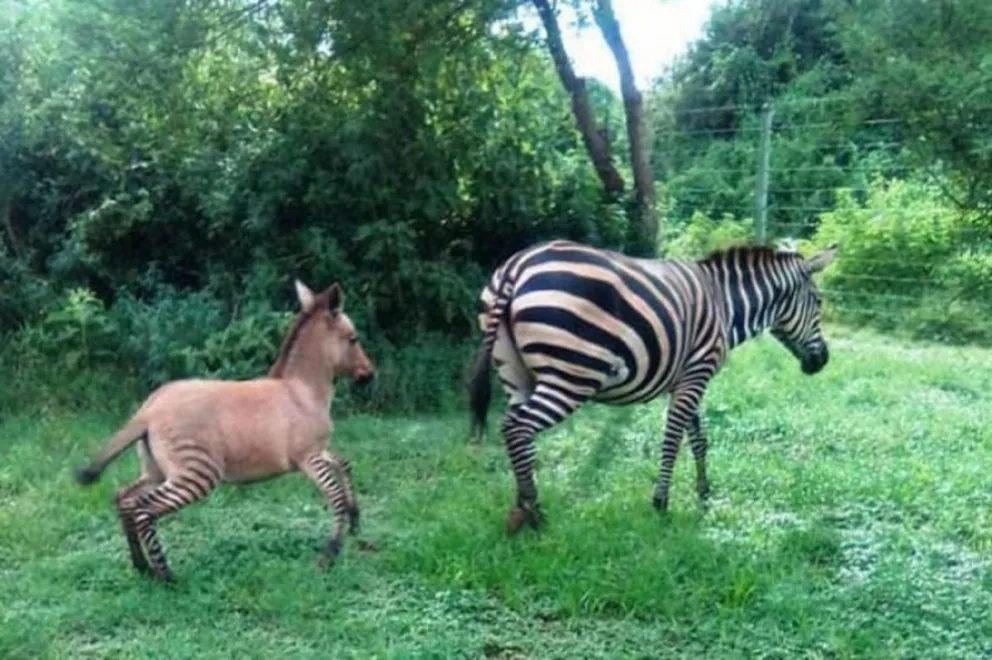 ¡Cebra se aparea con un burro! …, ¡miren lo que nació!