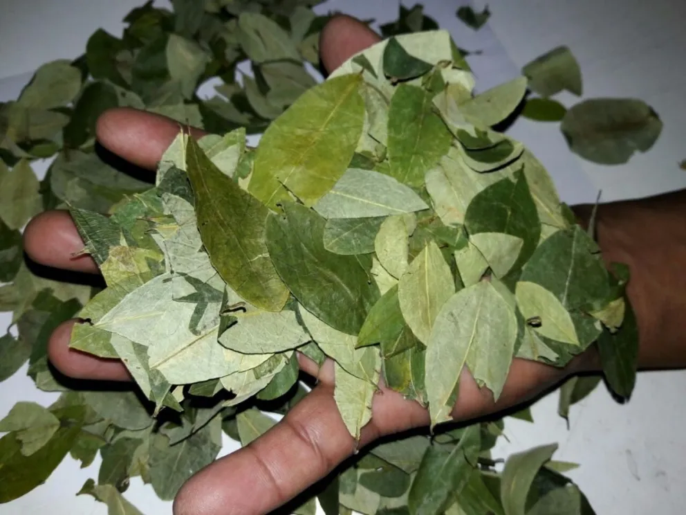 Efecto coronavirus: ante el aumento excesivo de la hoja de coca, un diputado salteño alzó la voz