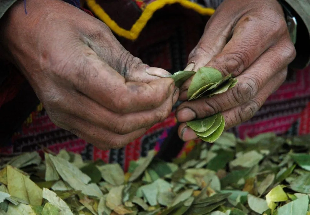 Ante la escasez de hojas de coca en tiempos de coronavirus, aparecieron los vivos de siempre