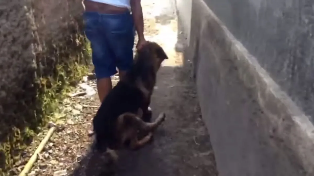 Perro