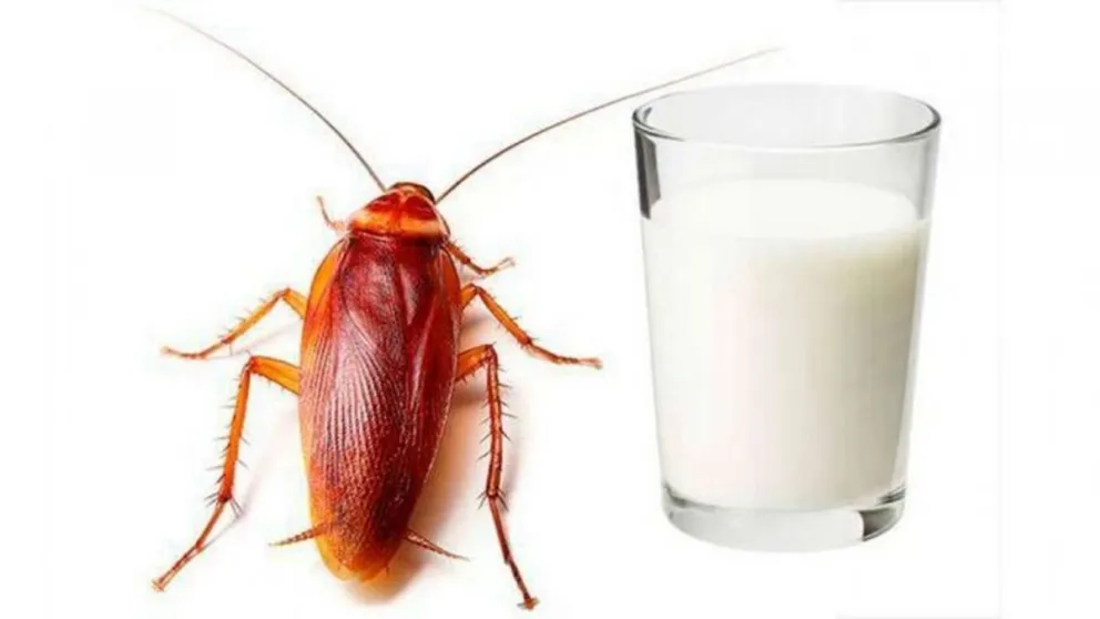 ¡Afirman que la leche de cucaracha puede ser el alimento del futuro!