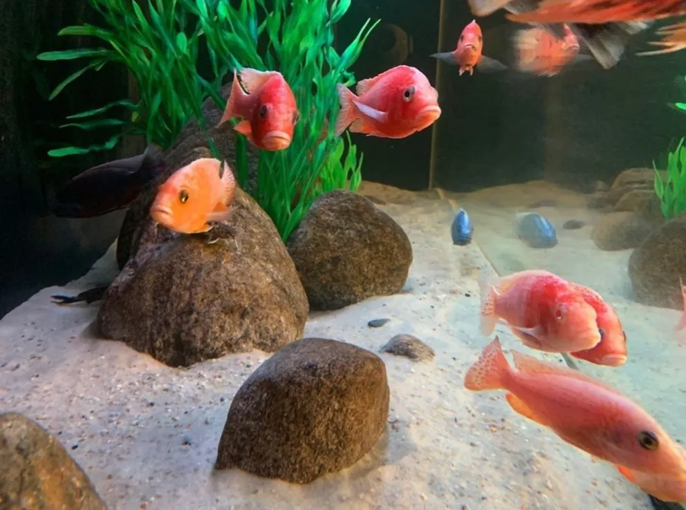 Peces. Fuente: (Instagram )