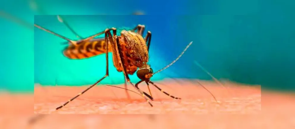 ¡Lo que faltaba! Ahora también hay que cuidarse del dengue