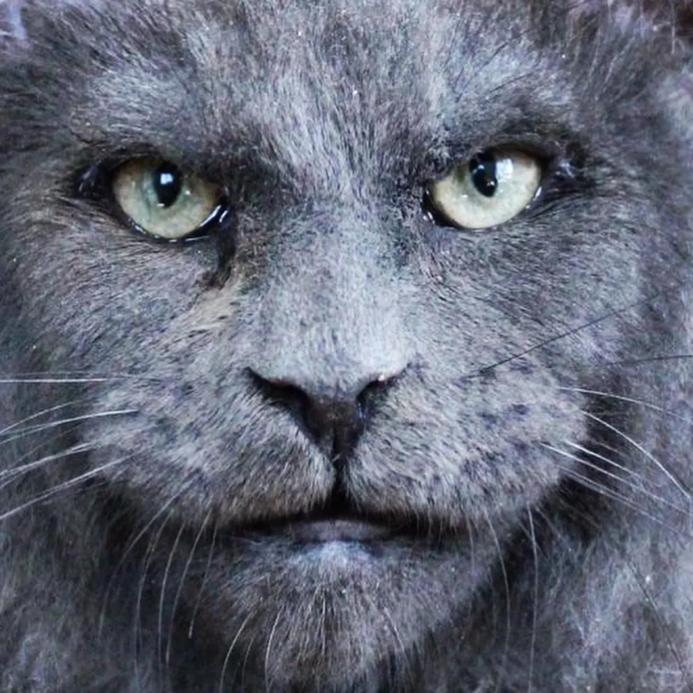 Gato viral. Fuente: (Instagram)
