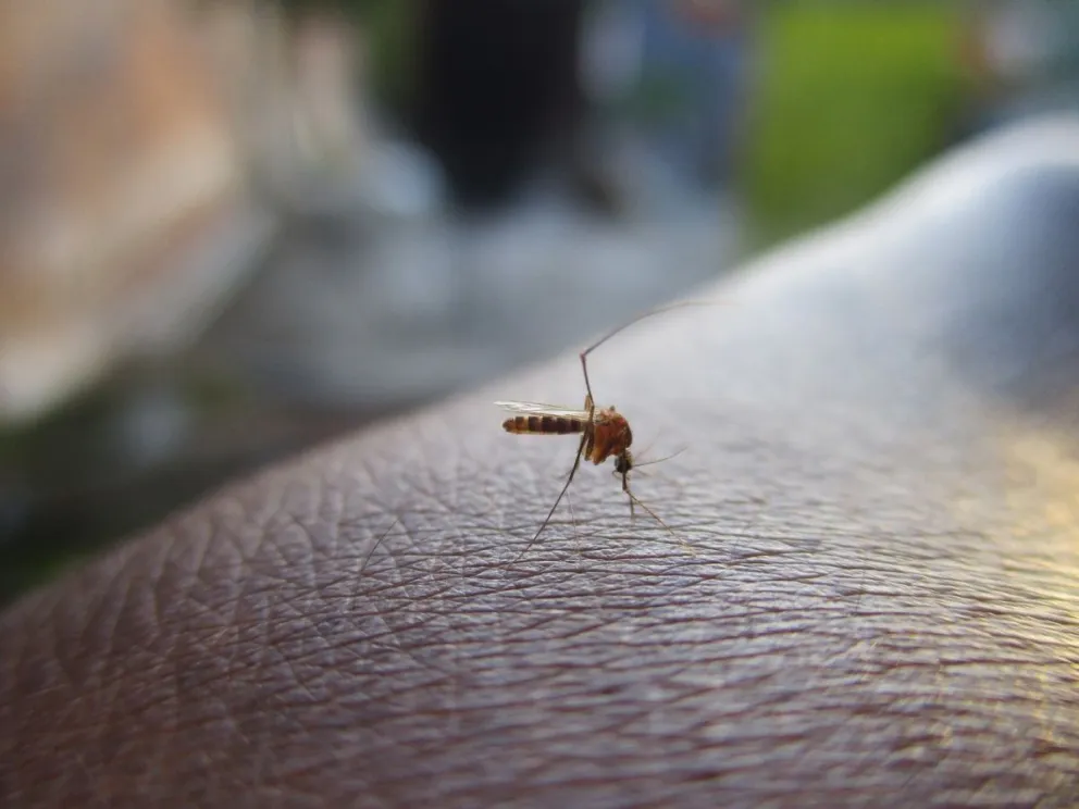 DENGUE. Fuente: Twitter