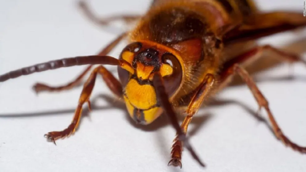 ¡Impactante! Así se defienden las abejas japonesas del “avispón asesino”. VIDEO