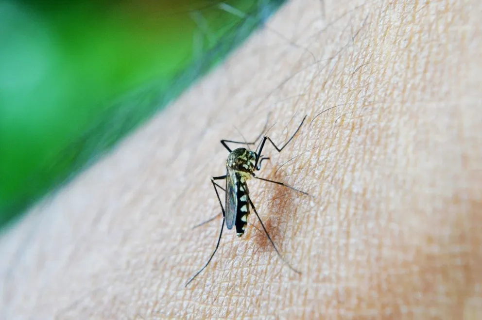 DENGUE. Fuente: Twitter