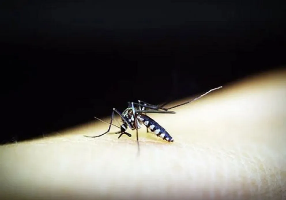 Dengue. Imagen ilustrativa