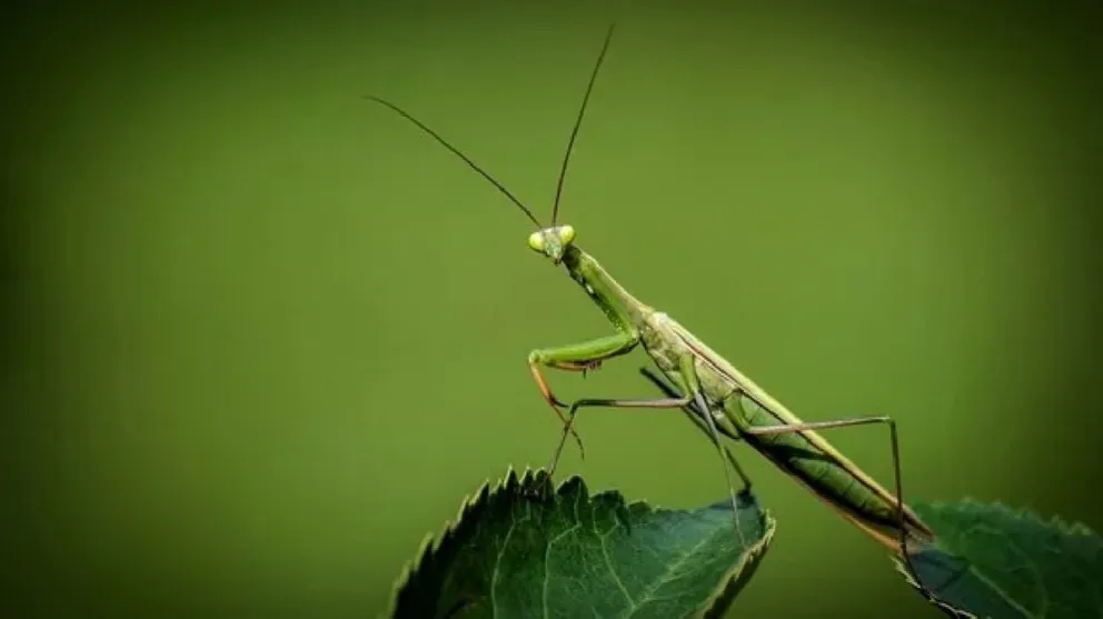 Tras la invasión de avispones asesinos, ¿las mantis religiosas son las únicas que pueden salvar a EE.UU.?