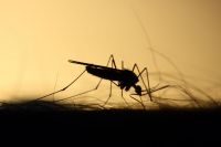 Los cambios de temperatura no pueden detener el avance del Dengue