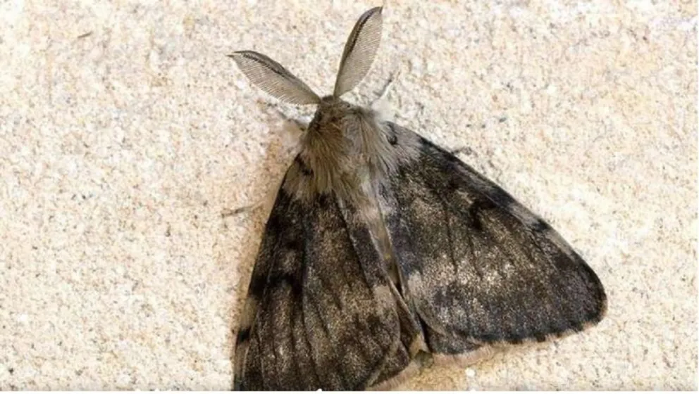 Un nuevo insecto ataca a EEUU (Twiter)