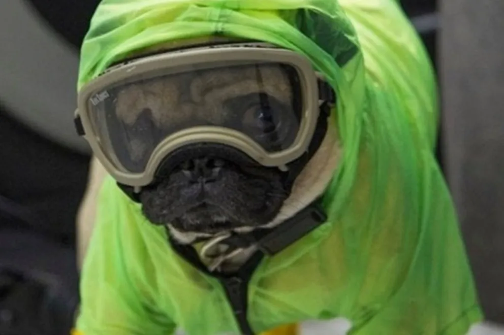 El perro terapeuta Harley: Fuente: Twitter. 