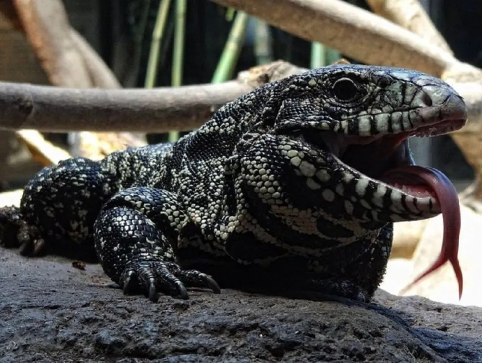 Lagarto. Fuente: Twitter