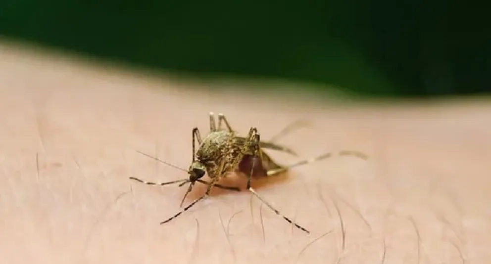 Dengue. Fuente: Twitter