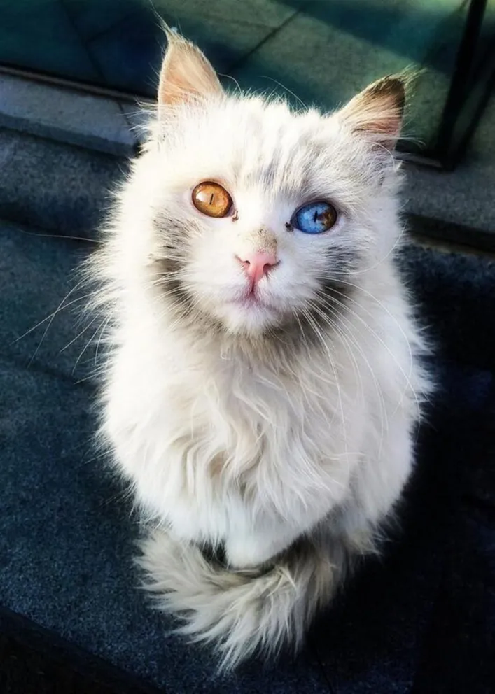 Gato con heterocromía. Fuente (Twitter)