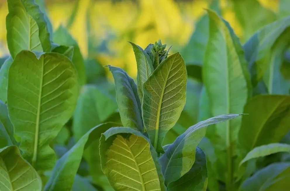 Hojas de tabaco