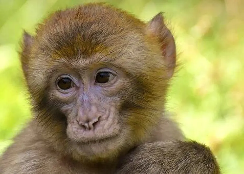 Mono macaco