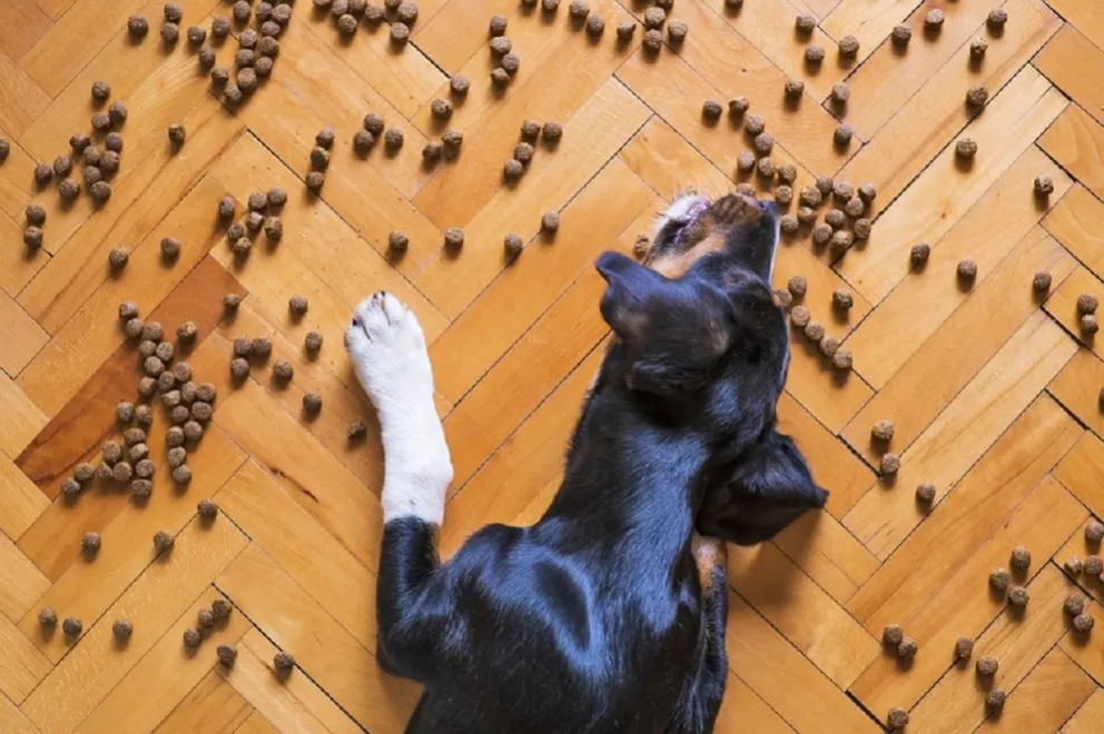 Comida para perros