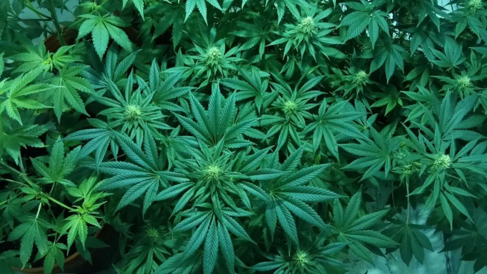 Transportaban marihuana como si nada y la policía los descubrió