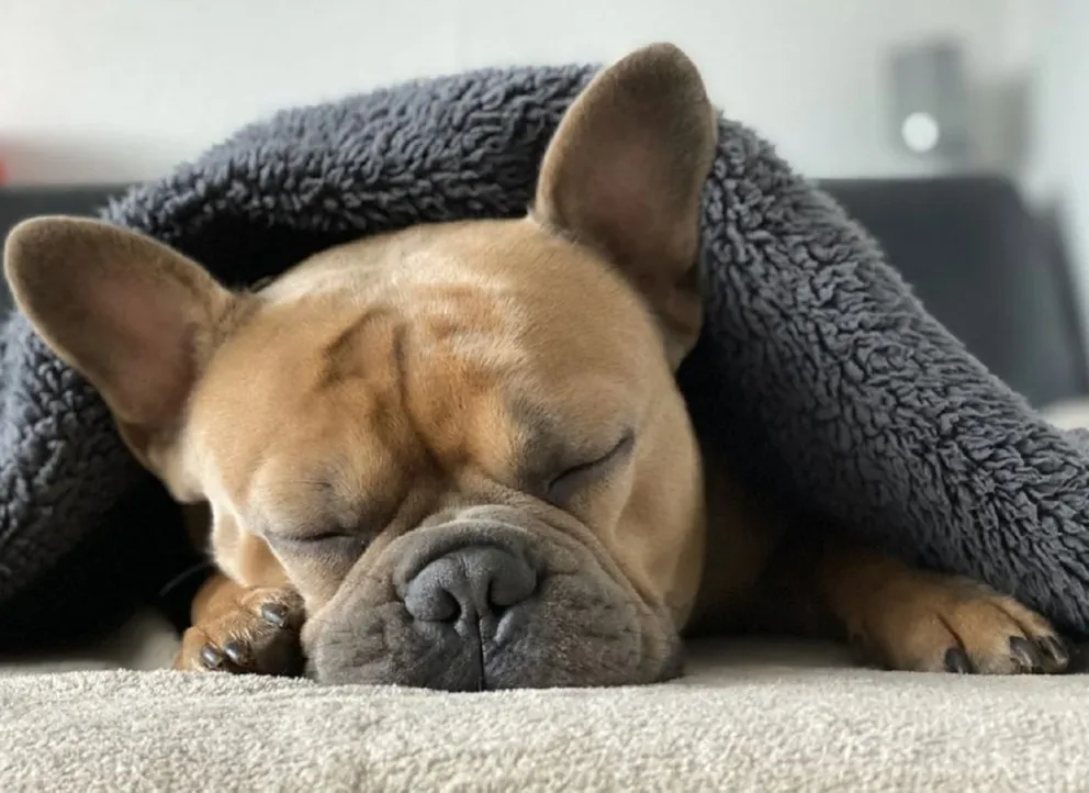 Perro. Fuente: Pixabay