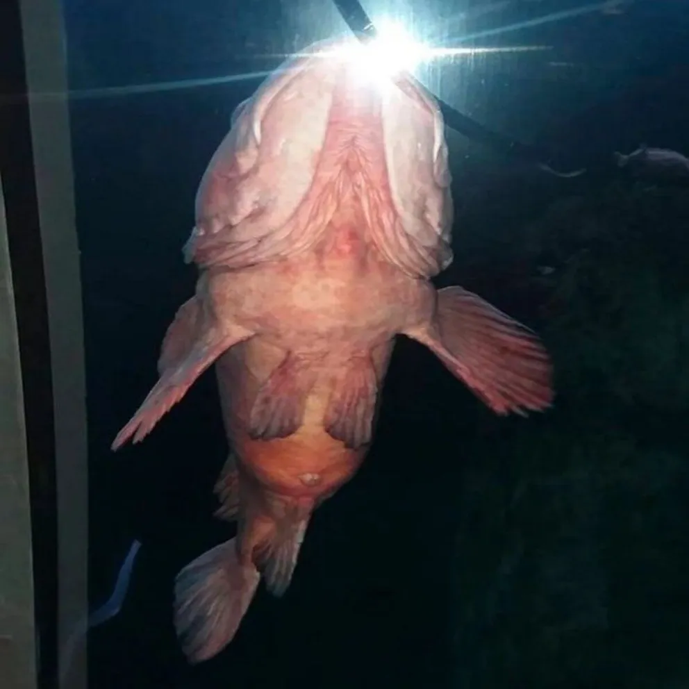 Un extraño y peculiar pez fue fotografiado en un acuario norteamericano