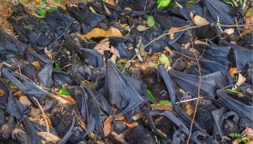 ¿Protagonistas de un nuevo fenómeno?: cientos de murciélagos muertos en suelo indio