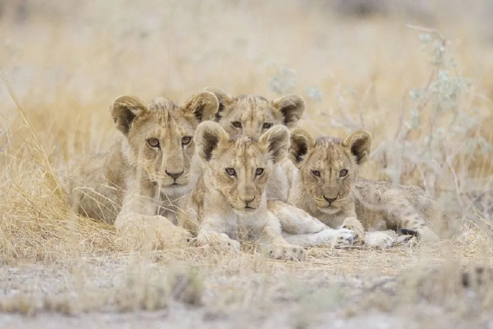 Familia de leones. Fuente (Twitter)