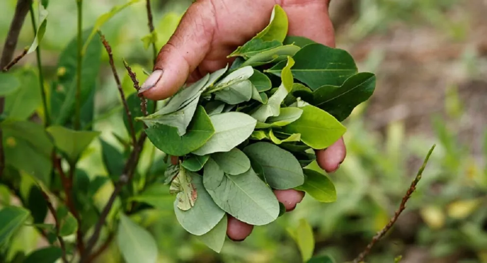 La Quiaca: secuestraron dos toneladas de hojas de coca que tenian como destino final Salta