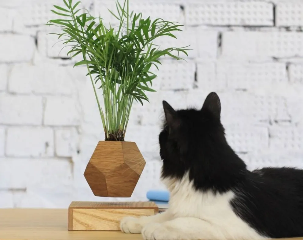 Bonsai flotante. Fuente: (Instagram)