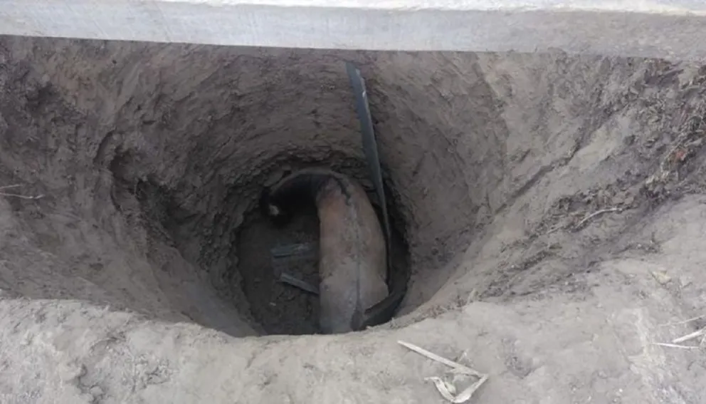 Un caballo se cayó a un pozo: mirá como lo rescataron