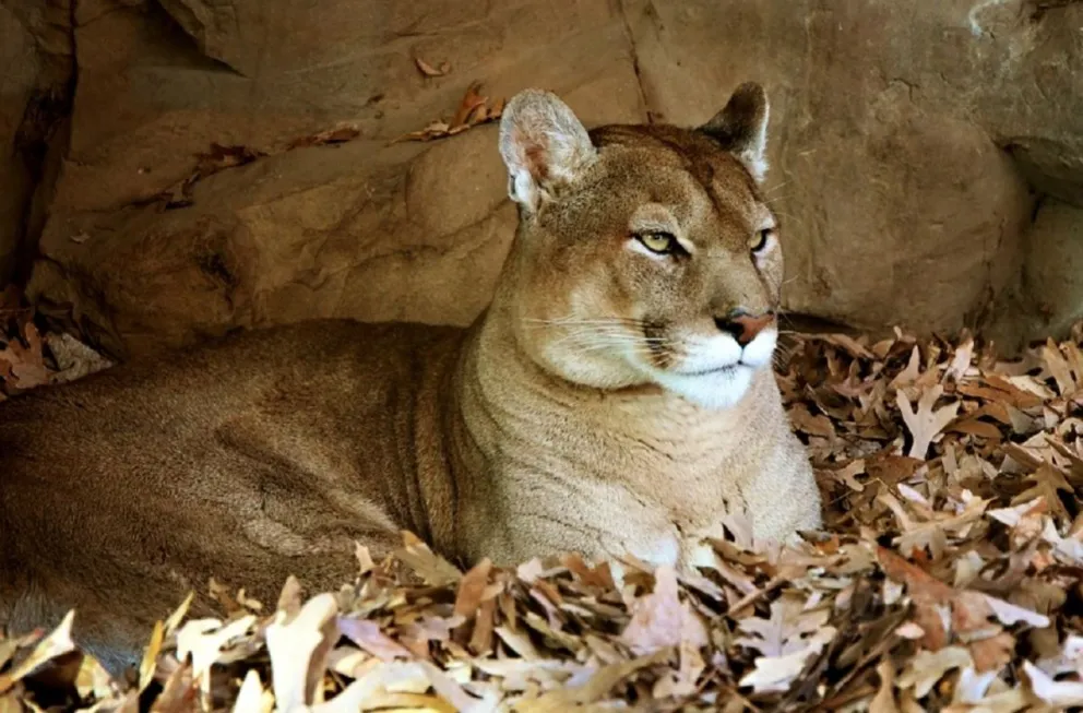 Puma. Fuente: Pixabay