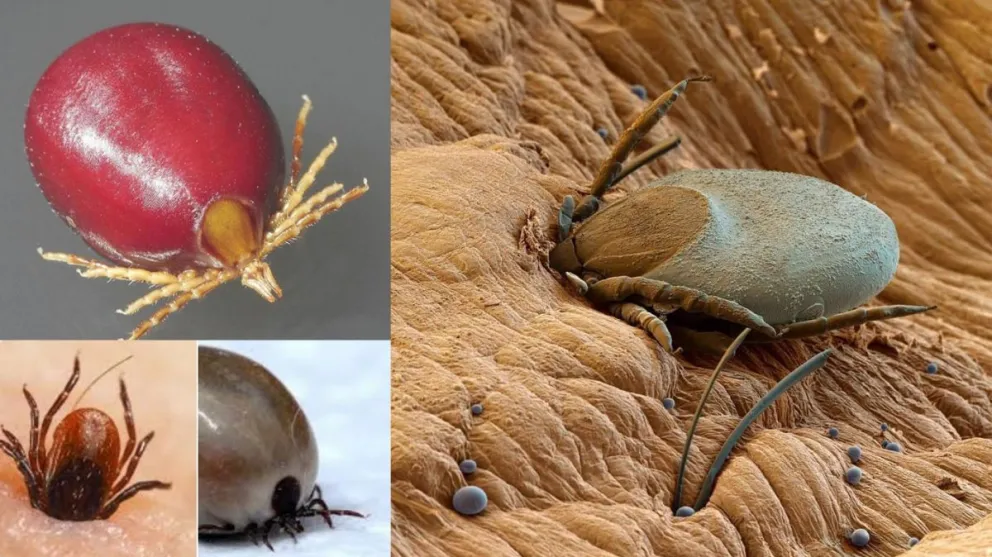 Garrapatas. Fuente: twitter
