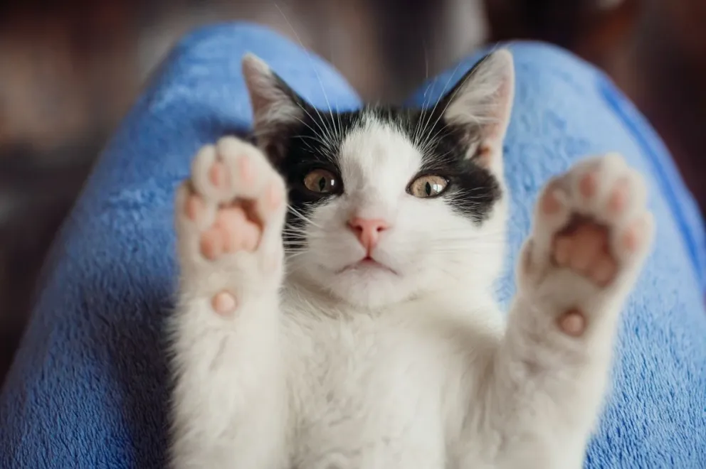 Hoy se celebra el Día Internacional del Gato y las redes lo festejan así