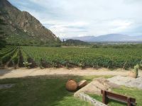 Las heladas afectaron la producción de vino en Salta "La situación es desesperante"