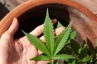 Ya entró al Congreso el proyecto que busca regularizar el cannabis